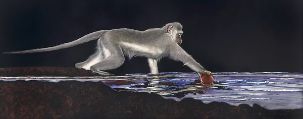 monkey finding the red ball.jpg
