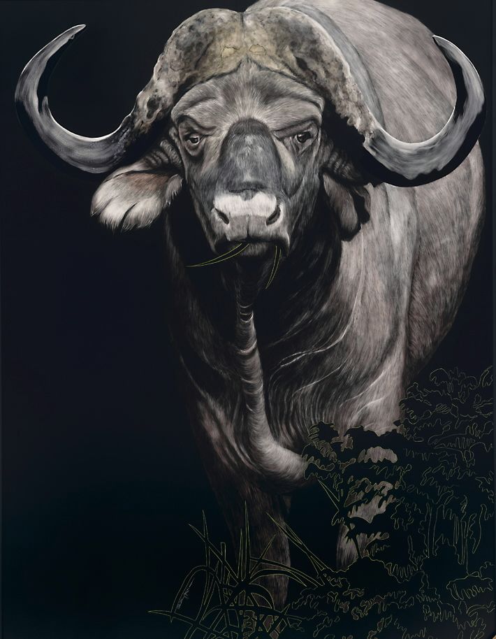 cape buffalo.jpg