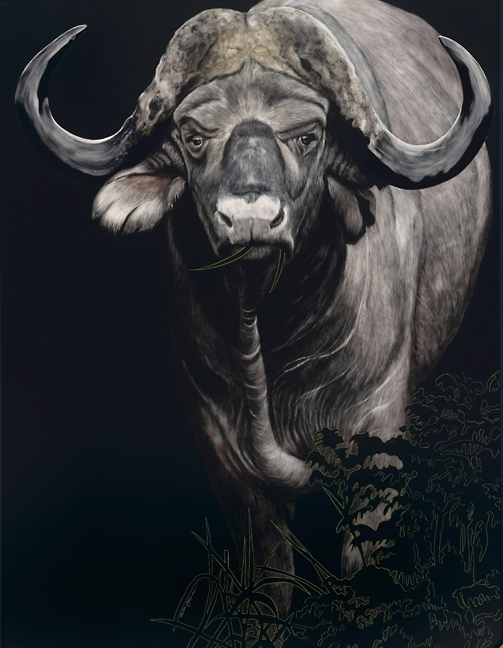cape buffalo.jpg