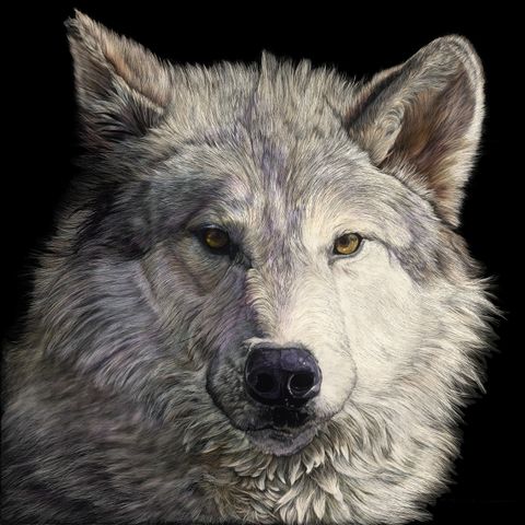 Big Bad Wolf_36x36 10 inches 300 Dpi.jpg