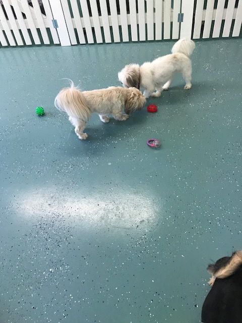 pooch palace kennels