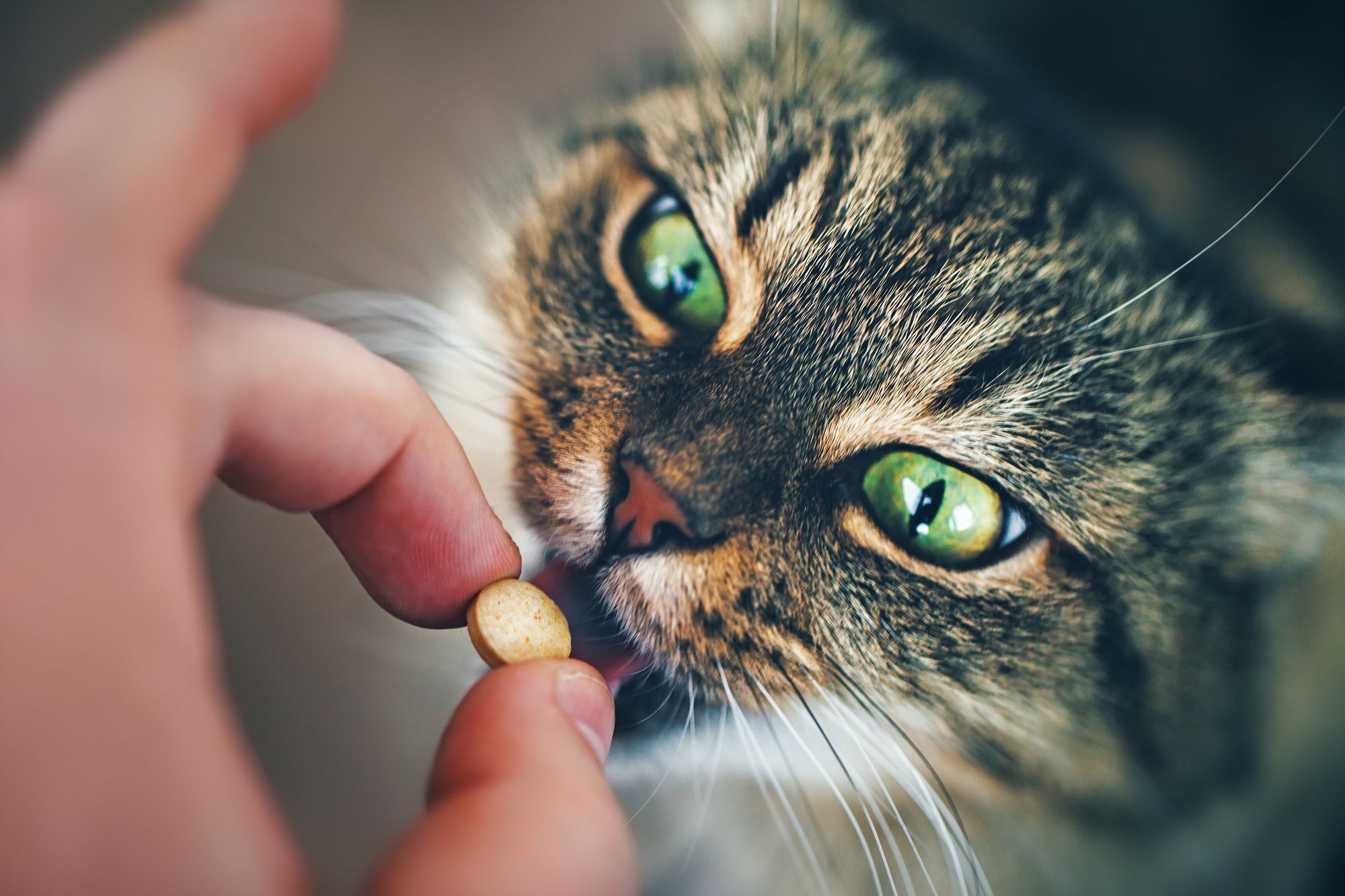 Pet Meds