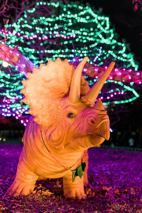 trailoflights_-4.jpg