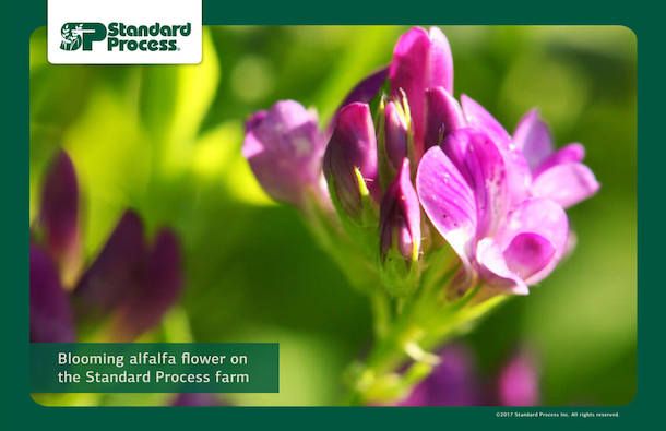 Standard Process farm-photo-1140px-14.jpg