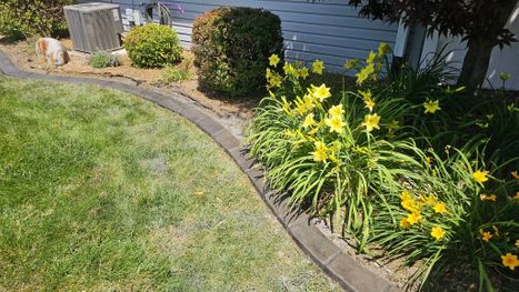 Decorative stone landscape border with yellow daylilies and shrubs