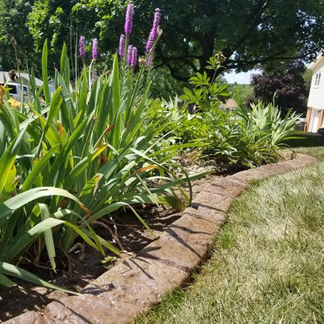 Decorative landscape Border beside tall flowering plants and lawn