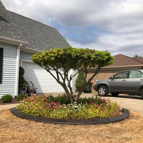 Black landscape Border edging surrounding flowering tree bed