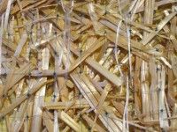 AEC_Premier_Straw_Close_Up_medium.jpg