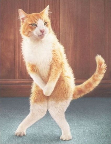 modesty_cat.jpg