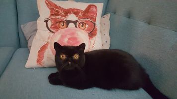 Missy