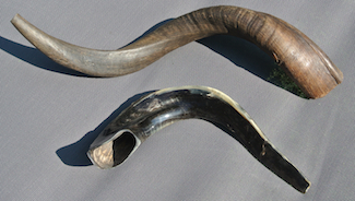 shofar sc.jpeg
