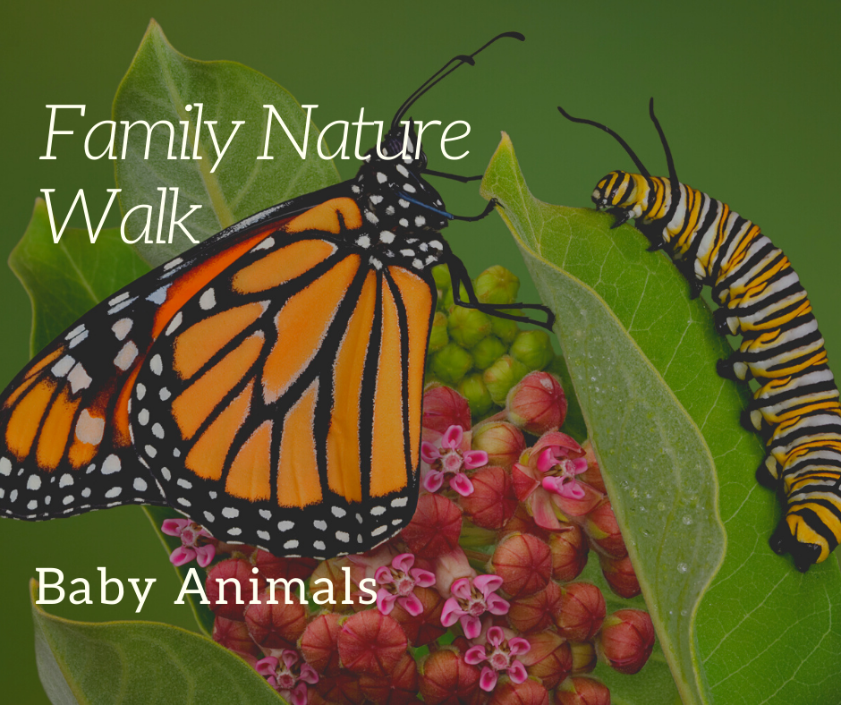 family nature walk Baby.png
