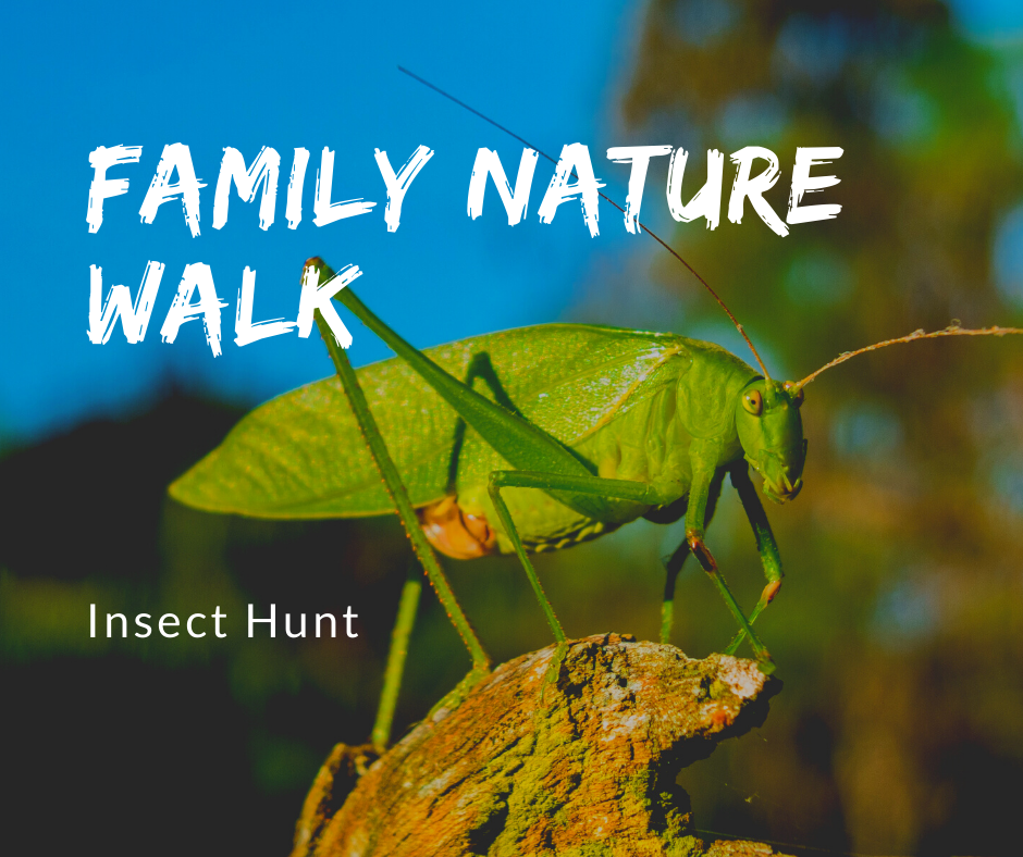 Family Nature Walk Insects.png