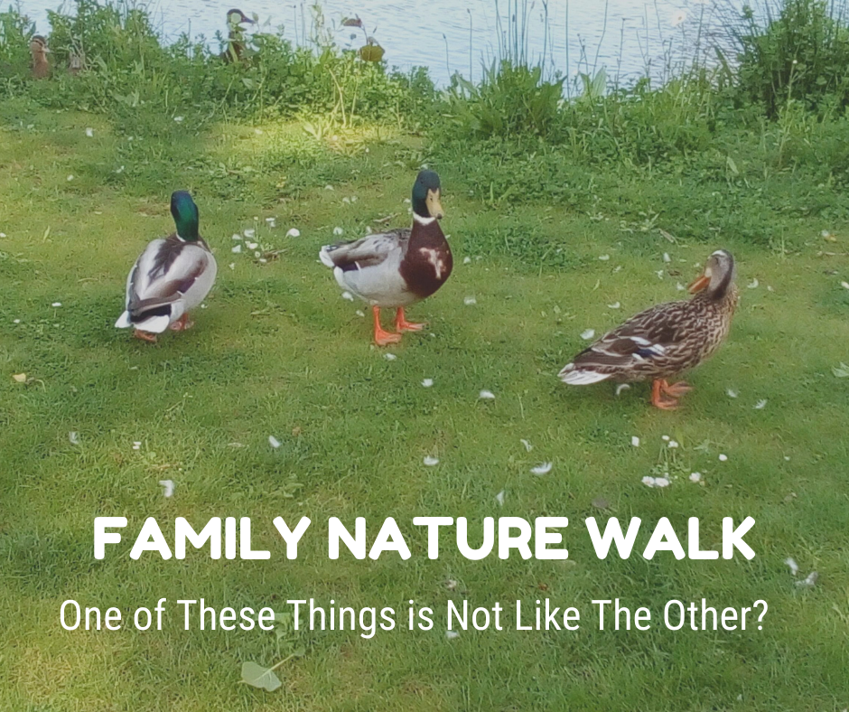 Family Nature Walk_ Out of Place.png