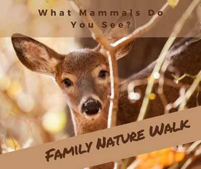 Family Nature Walk_ Mammals.png