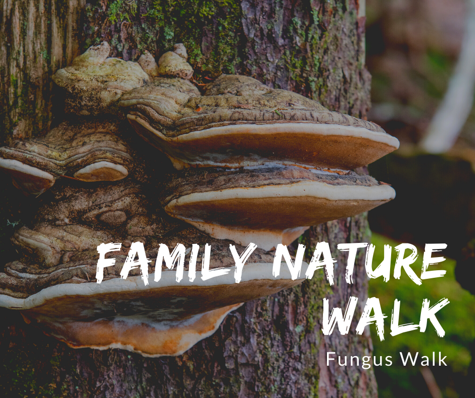 Family Nature Walk Fungus.png