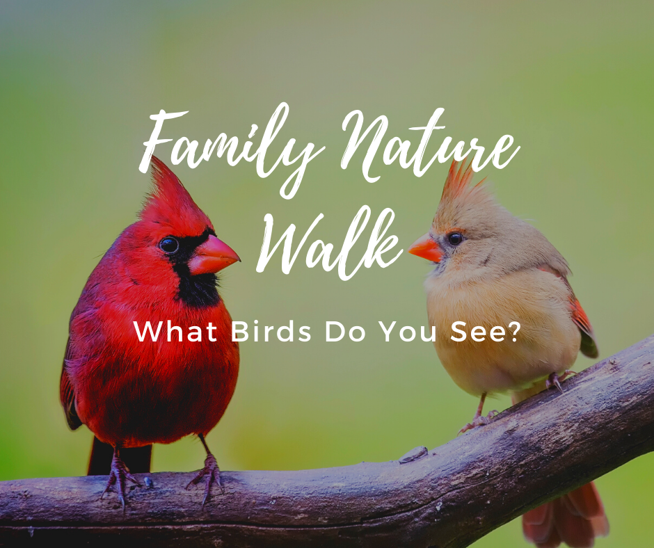 Family Nature Walk Birds.png