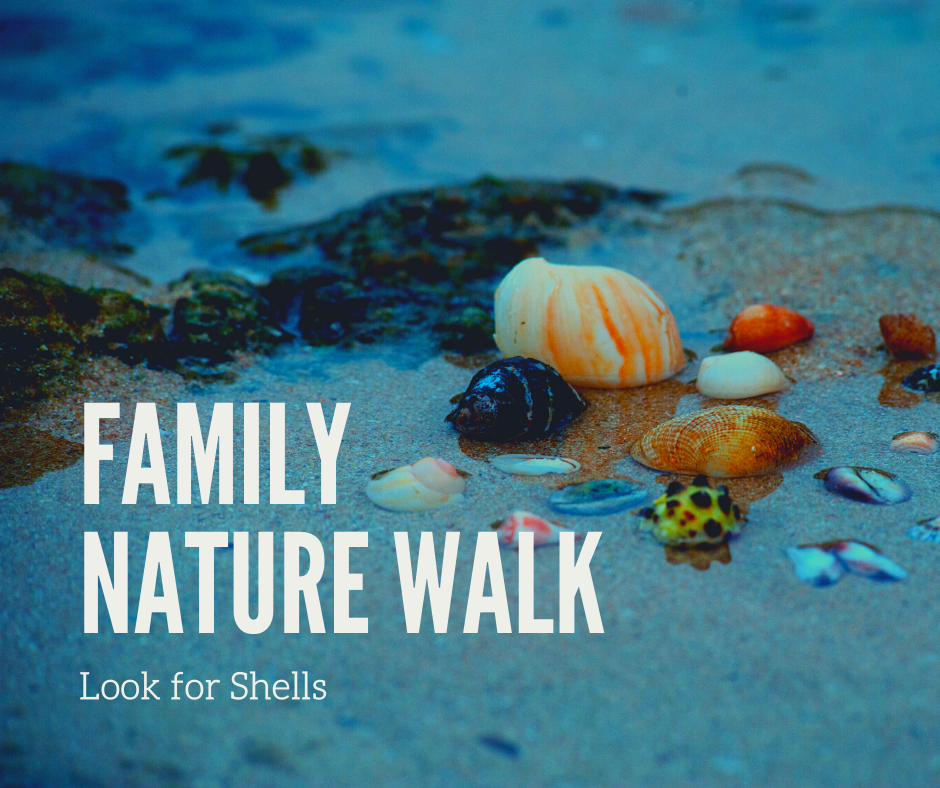 Family Nature Walk_ Shells.png