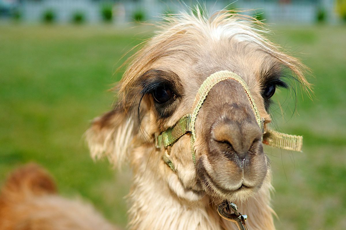 Event Planner Austin