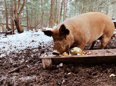 June farms piggy.JPG