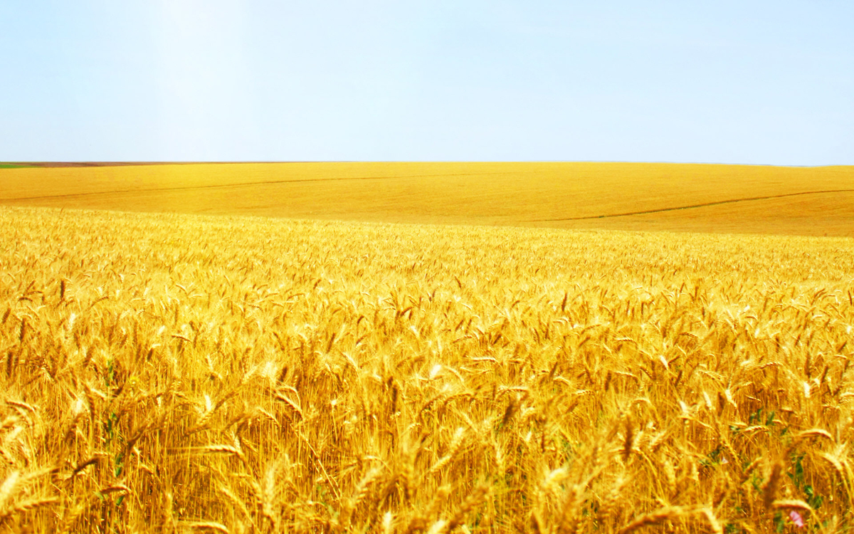 wheat-field-21.jpg