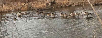 Ducks in a Row.jpg