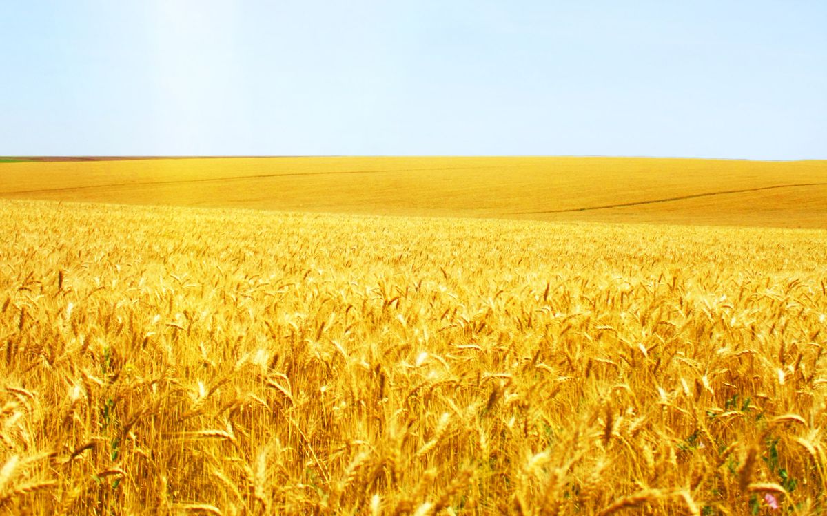wheat-field-21.jpg