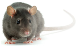 Rodents.png