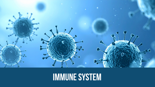 Immune System (2).png