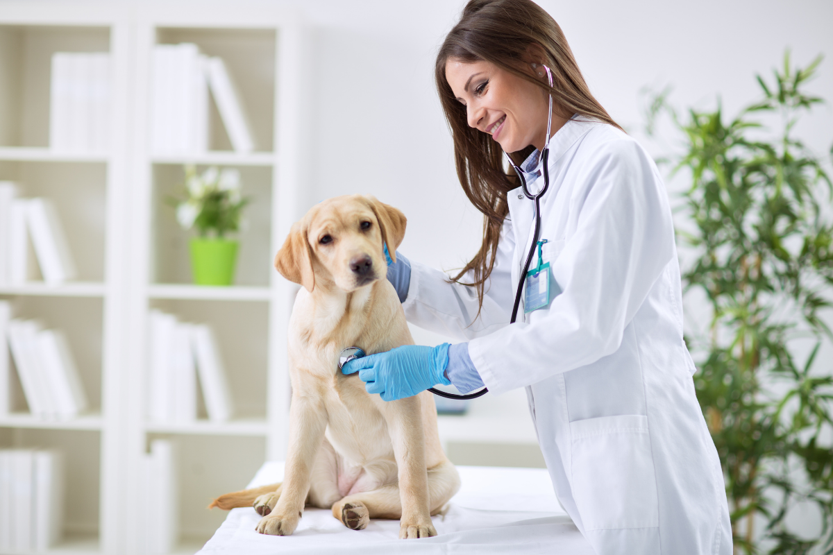Veterinary 10.png
