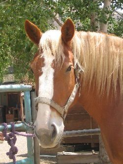 CALLIE (Sponsored by the Sandnes Family) is a big.jpg