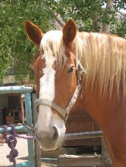 CALLIE (Sponsored by the Sandnes Family) is a big.jpg