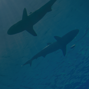 Logos & Graphic Design