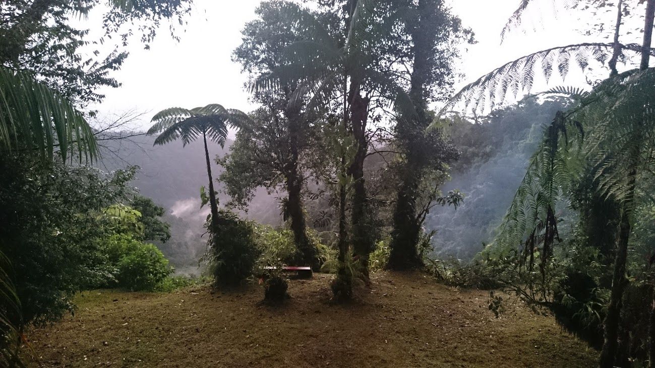 Rainforest view of the rainforest from the lodge at la danta salvaje in costa rica