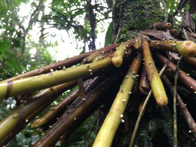 Costa Rican rainforest stilt root tree