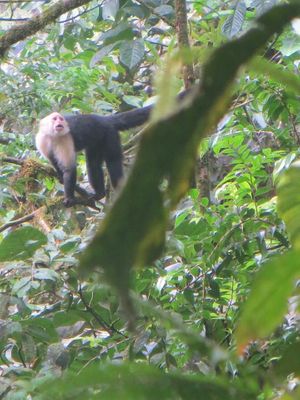 White-faced monkey in trees in Costa Rican Rainforest