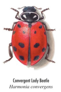 convergent-lady-beetle-200x300.png