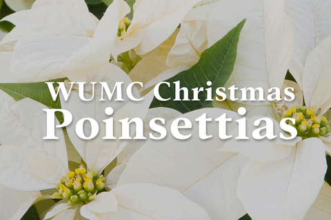 Poinsettia Web Image.png