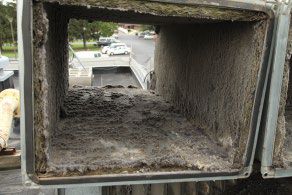 Black Mold