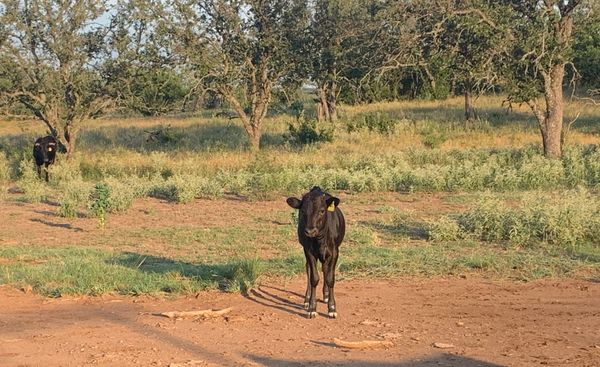 2021 Heifer Calf / Sire: WBS Camps 316 727 Calf
