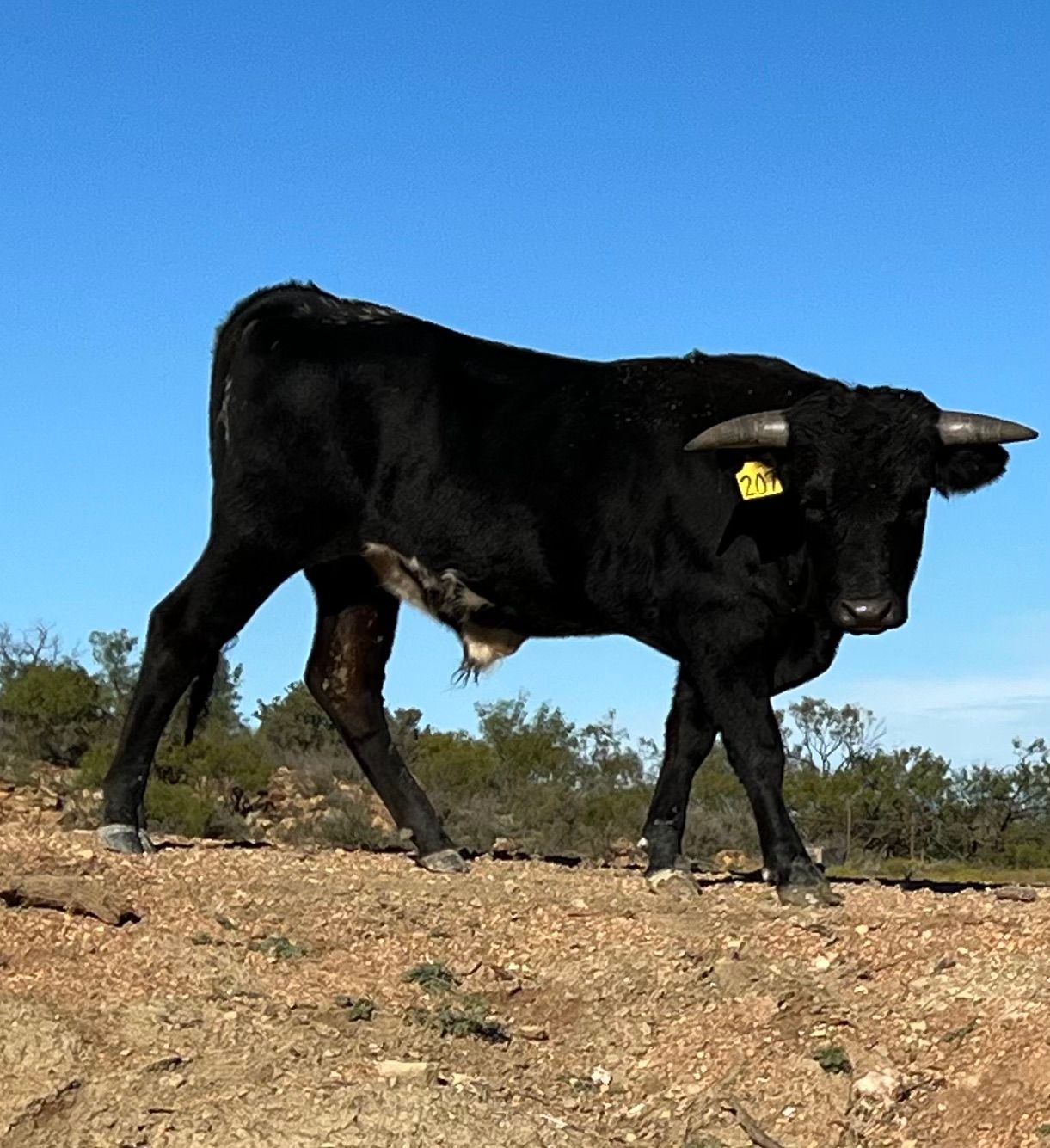 Cattle for Sale!