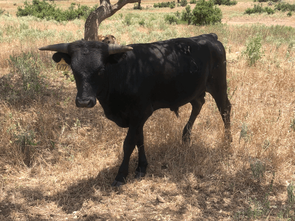 Sire: WBS Camps 316 / Dam: Miss WBS 611 007