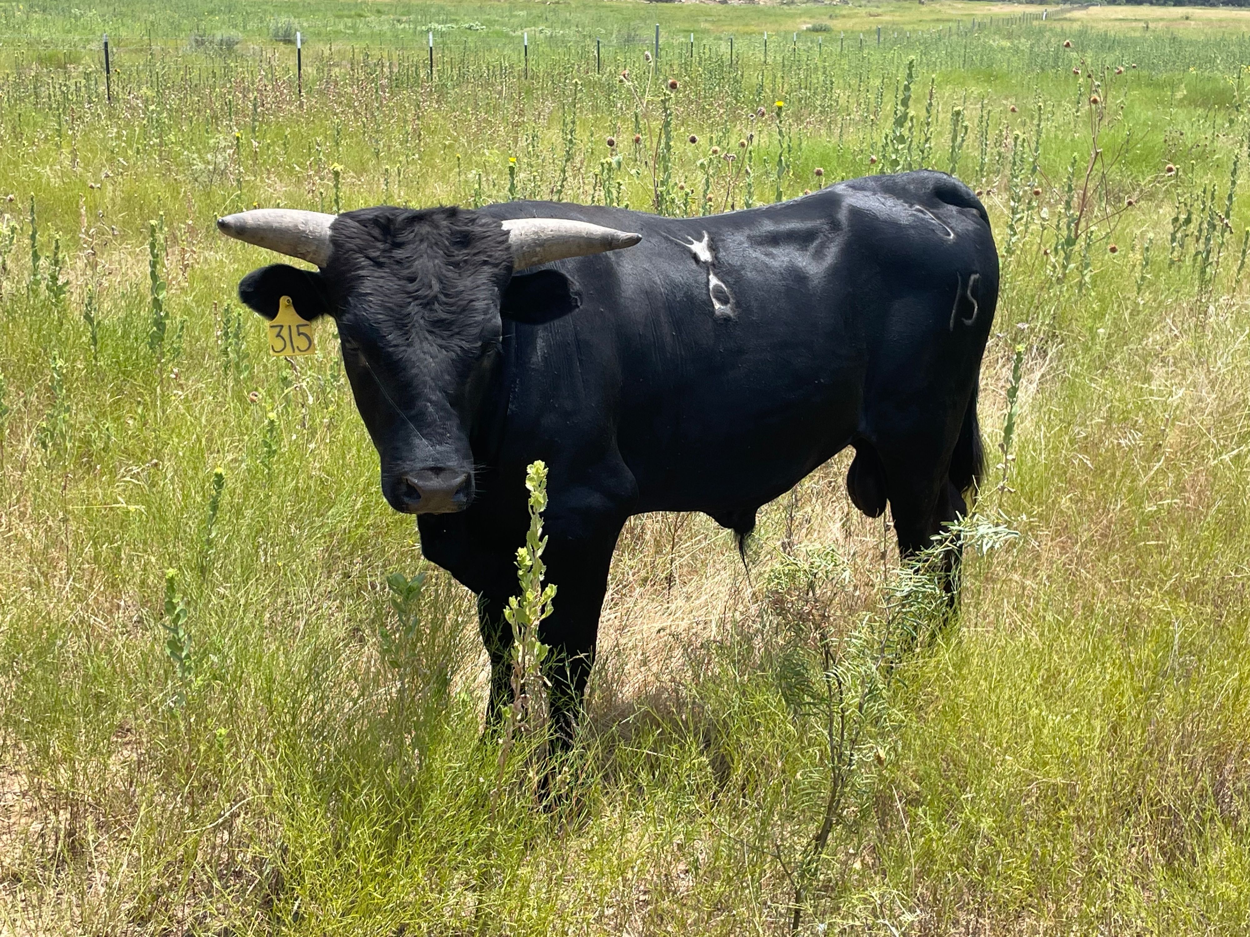 Bulls For Sale & Lease