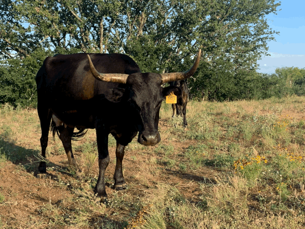 8 y/o calf at side // Sire: WBS Calvin - Dam: Miss WBS 854 303