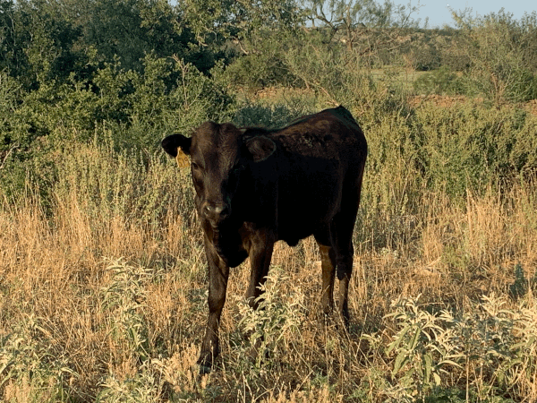 2021 Heifer Calf / Sire: WBS Camps 316 519 Calf