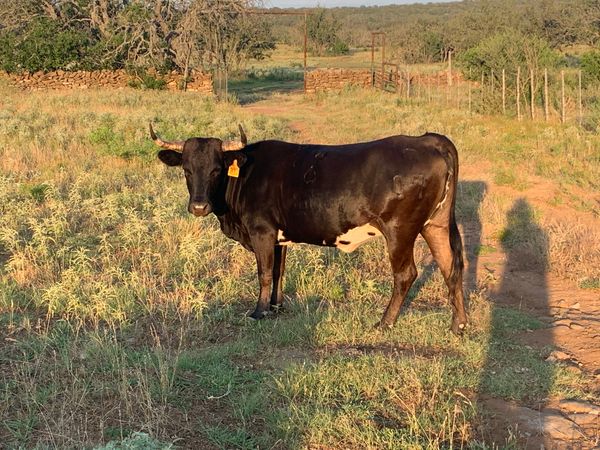 4 y/o no calf at side // Sire: WBS Camps 316 - Dam: Miss WBS 820 707
