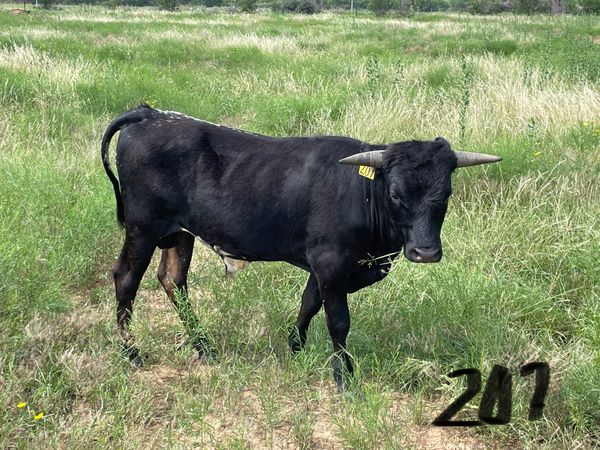 Sire: WBS Camps 316 / Dam: Miss WBS 705 207