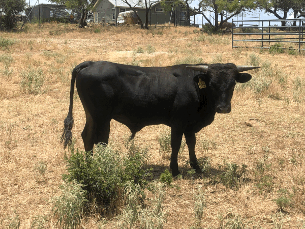 Sire: WBS Camps 316 / Dam: Miss WBS 929 005