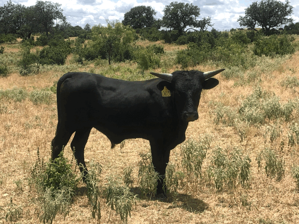 Sire: WBS Camps 316 / Dam: Miss WBS 621 003