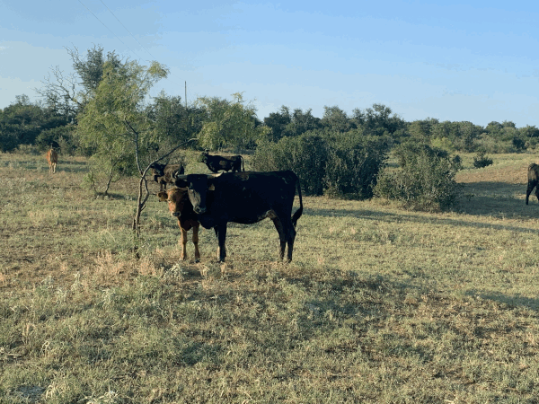 3 y/o calf at side // Sire: WBS Camps 316 - Dam: WBS Tinkerbell // 2021 Bull Calf Sire: MS 827